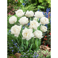 Tulipa ´Snow Crystal´ / Tulipán, bal. 5 ks, 11/12