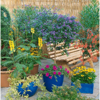 Solanum rantonnetii / Hořcový stromek, K9