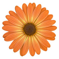 Osteospermum ´Soleo Sunset´ / Osteospermum, K7