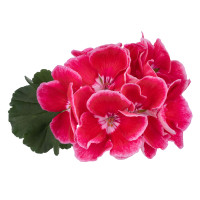 Pelargonium zonale ´pac®Spanish Wine® Red´ / Muškát kroužkovaný, bal. 3 ks, 3x K7