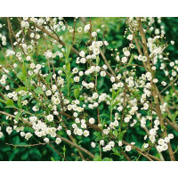Spiraea prunifolia ´Plena´ / Tavolník třešňolistý, 50-60 cm, C1,5