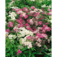 Spiraea japonica ´Shirobana´ (Genpei) / Tavolník japonský, 20-30 cm, K12