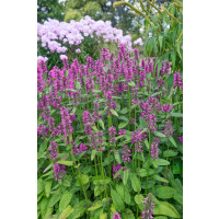 Stachys monieri ´Hummelo´ / Čistec Monierův, K9