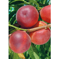 Prunus persica ´Stark Red Gold´/ Nektarinka, GF677