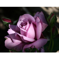 Rosa ´Sterling´ / Růže čajohybrid fialová, keř, BK