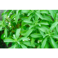 BIO Stevia rebaudiana ´Improved Compact´ / Stévia cukrová, K12