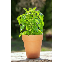 Stevia rebaudiana ´Sweety´ / Stévie cukrová, K9