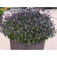 BIO Ocimum kiliman. x basilicum / Robustná bazalka, K12