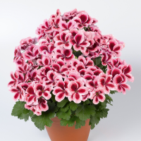 Pelargonium grandiflorum ´pac®Aristo® Strawberry Cream´  / Muškát velkokvětý, K7