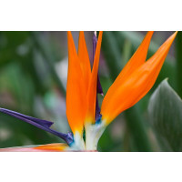Strelitzia reginae / Strelície královská, K12