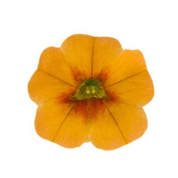Calibrachoa Calipetite® ´Sunset Orange´/ Mnohokvětá petunie, bal. 3 ks, 3x K7