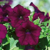 Petunia Surfinia®´Burgundy´ / Petunie, bal. 3 ks, 3x K7