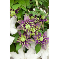 Clematis ´Taiga®´/ Plamének plnokvětý, mladá r., K9