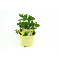 Mentha spicata Marocco BIO / Marocká máta, K12