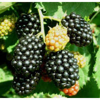 Rubus fruticosus ´Thornfree´ / Beztrnná ostružina, 20 - 30 cm, K9