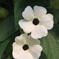 Thunbergia alata Sunny Susy® White Halo / Černooká Zuzana, bal. 6 ks sadbovačů