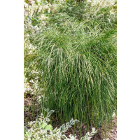 Thuja plicata ´Whipcord´/ Zerav řasnatý, 30-40 cm, C5