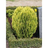Thuja orientalis ´Aurea Nana´ / Zerav východní, 20-30 cm, C1,5