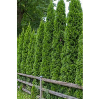 Thuja occidentalis ´Smaragd´ / Zerav smaragdový, 20-30 cm, K9