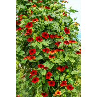 Thunbergia alata Sunny Susy ® ´Brownie´/ Černooká Zuzana, bal. 6 ks sadbovačů