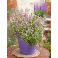 Thymus citriodorus ´Lemon´ / Mateřídouška citrónová, K9