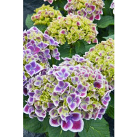 Hydrangea macr. bicolor ´Tivoli´/ Hortenzie dvoubarevná, C3