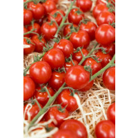 Rajče cherry ´Sanvitos® F1´ (Favorita), přirozeně rezistentní, roubovaná rostlina, K12