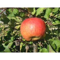 Malus domestica ´Topaz´ / Jabloň, MM106