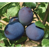 Prunus domestica  ´Tophit´ / Slivoň podzimní velkoplodá, myr.