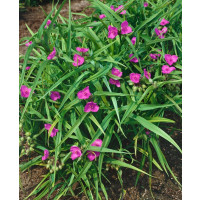 Tradescantia ´Rubra´ / Podeňka, C1