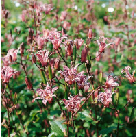 Tricyrtis formosana ´Purple Beauty´ / Tricyrtis, hadí lilie, C1
