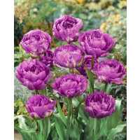 Tulipa ´Blue Wow´ / Tulipán, bal. 5 ks, 11/12