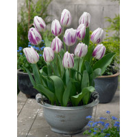 Tulipa ´Flaming Flag´ / Tulipán, bal. 10 ks, 11/12