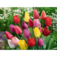 Směs Triumph tulipánů, bal. 10 ks, 11/12