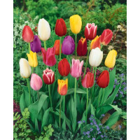 Směs Darwin tulipánů, bal. 10 ks, 11/12