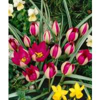 Tulipa ´Pulchella Persian Pearl´ / Tulipán, bal. 10 ks, 6/+