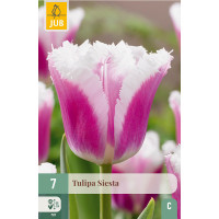 Tulipa ´Siesta´ / Tulipán, bal. 7 ks, 11/12