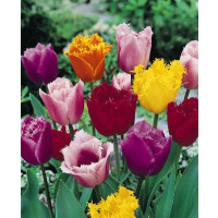 Směs třepenitých tulipánů, bal. 7 ks, 11/12