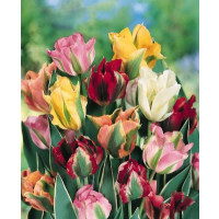 Směs viridiflora tulipánů / Harlekýn tulipány, bal. 7 ks, 11/12