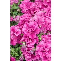Petunia x atkinsiana ´Tumbelina® Francesca´ / Petunie plnokvětá růžová, bal. 6 ks sadbovačů