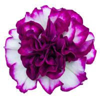 Petunia x atkinsiana Tumbelina® ´Nicola´ / Petunie plnokvětá, K7