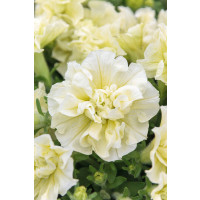 Petunia x atkinsiana ´Tumbelina® Susanna / Petunie plnokvětá žlutá, bal. 3 ks, 3x K7