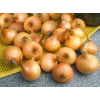 Cibuľa šalotka žltá ´GOLDEN GOURMET´, bal. 0,5 kg, 7/14 mm