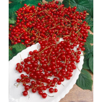 Ribes rubrum ´Jonkher Van Tets´ / Rybíz červený, keř, K9