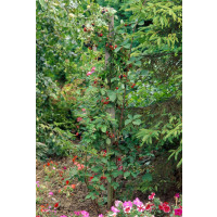 Rubus fruticosus ´Loch Ness´® / Ostružiník beztrný, C2