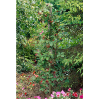 Rubus fruticosus ´Loch Ness´® / Ostružiník beztrný, K11