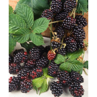 Rubus fruticosus ´Loch Ness´® / Ostružiník beztrný, C2
