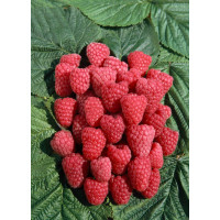 Rubus idaeus ´Polka´ / Červená malina, 60-80cm, K9