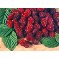 Rubus fruticosus ´Tayberry Buckingham´ / Malinoostružina, 20-30 cm, K11