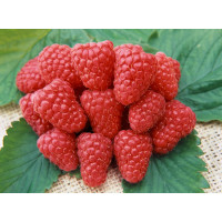 Rubus idaeus ´Heritage´ / Maliník červený, keř, K9